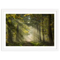 Sunrays in a Dutch forest