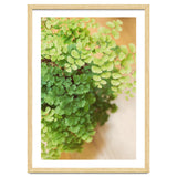 Maidenhair Queen thumbnail