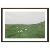 A flock of Sheep in the Green Hill - Iceland thumbnail