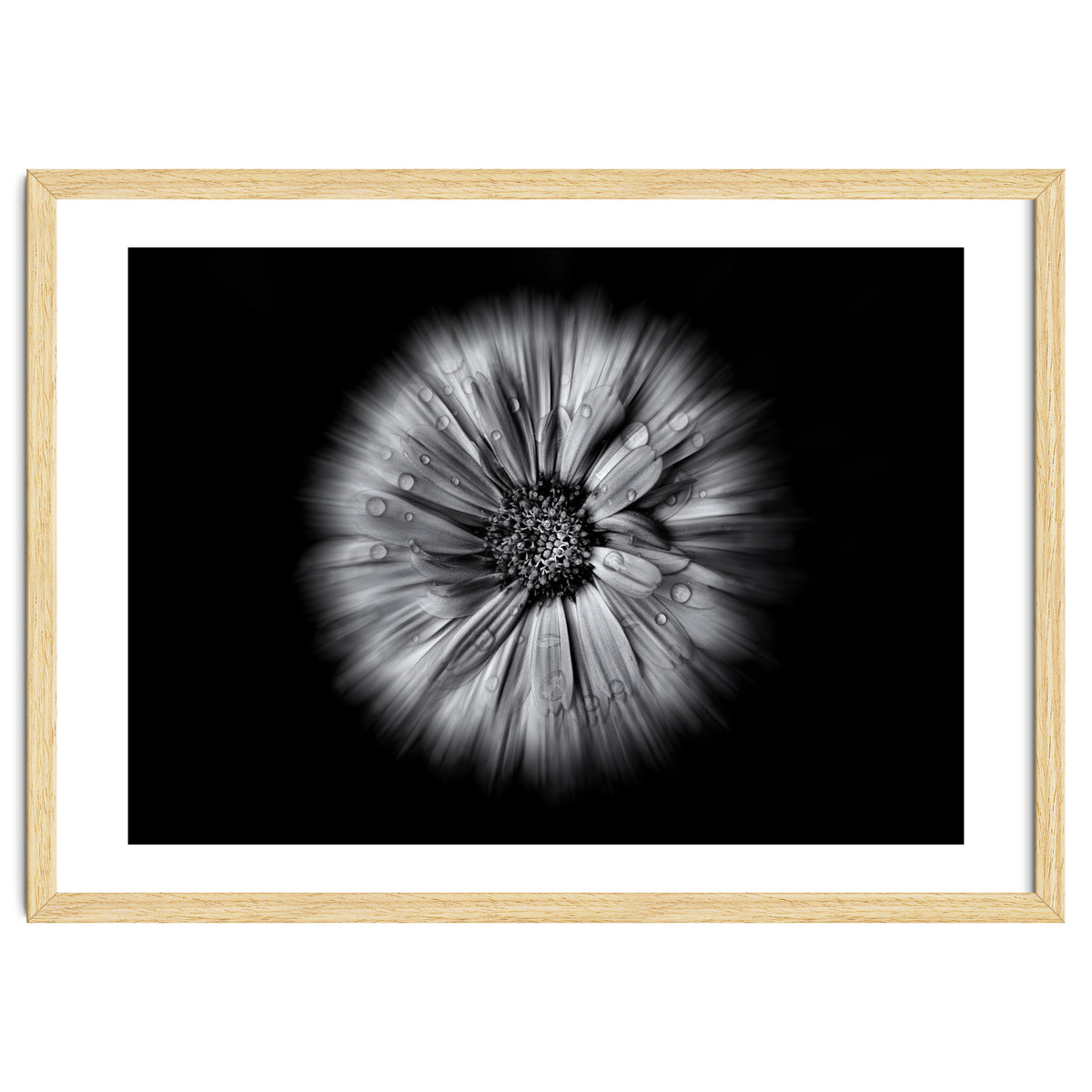 Backyard Flowers In Black And White No 10 Flow Version