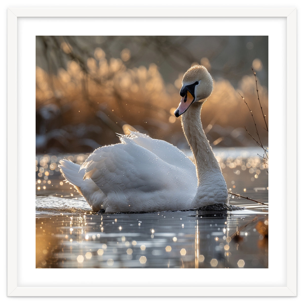 Majestic Swan On Calm Water During Sunset Nature Scene
