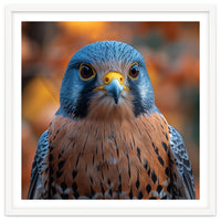 Close Up Of A Kestrel Bird Of Prey Portrait