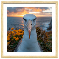 Albatross Bird With Intense Gaze By The Sea