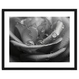 Ethereal Monochromatic Rose Petal Macro thumbnail