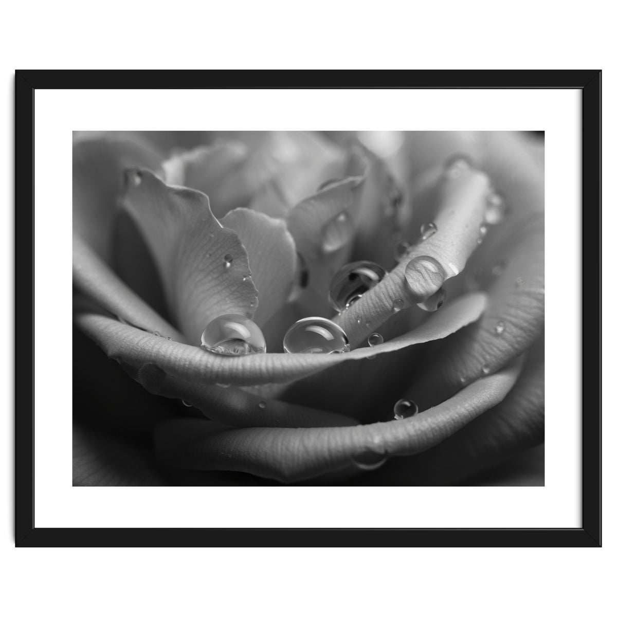 Ethereal Monochromatic Rose Petal Macro