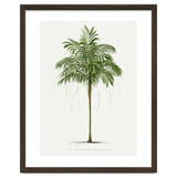 Oswald de Kerchove de Denterghem – Vintage Palm Tree Illustration (1878) thumbnail