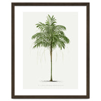Oswald de Kerchove de Denterghem – Vintage Palm Tree Illustration (1878)