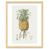 Pineapple (Hand Drawn Botanical Illustration) thumbnail