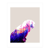 Macaw (Print Only) thumbnail