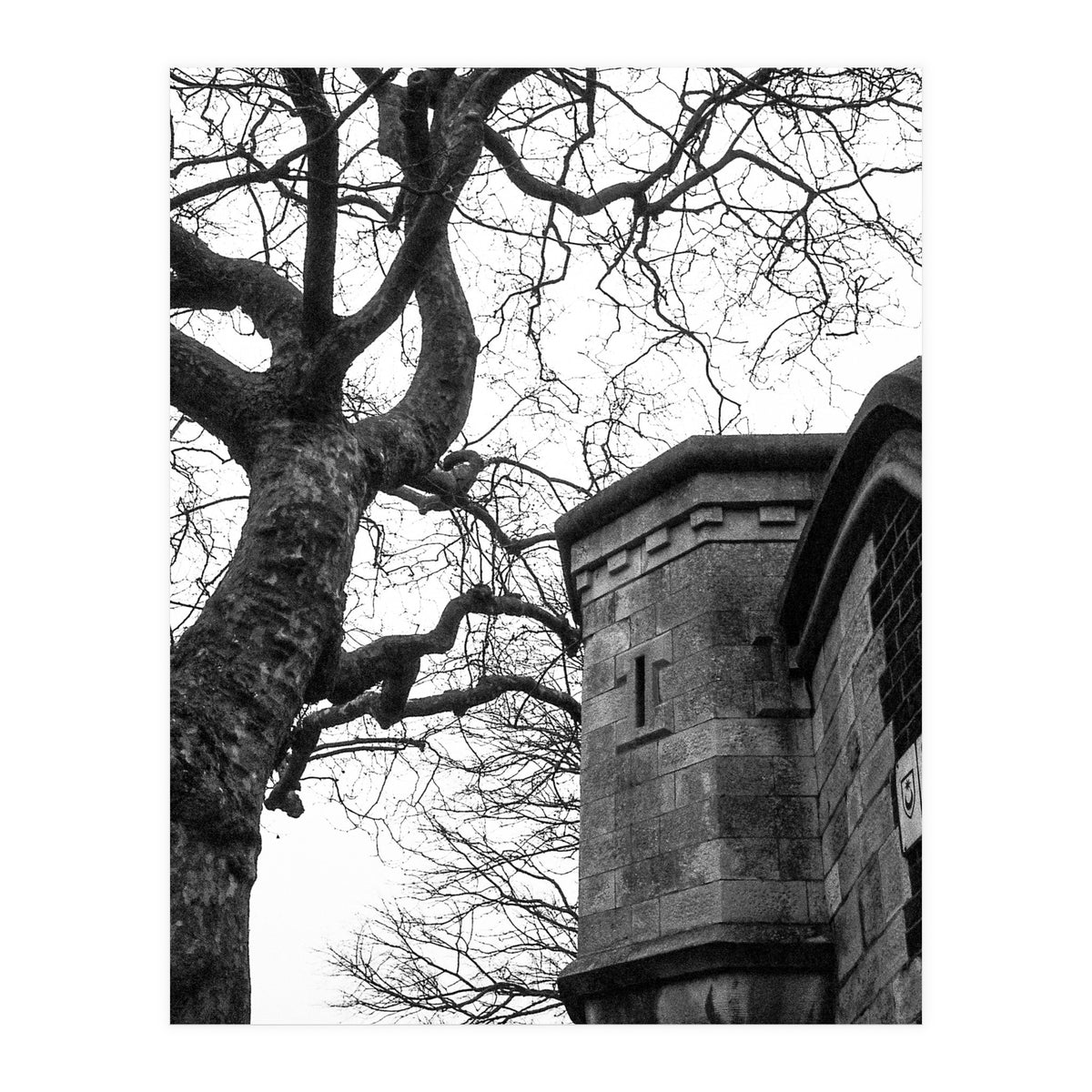 Stark Contrast (Print Only)