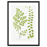 Edward Joseph Lowe – Adiantum Assimile and Adiantum Lunulatum (1856–1860) thumbnail
