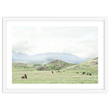 Relaxing horses on a sunny day calm field - Iceland thumbnail