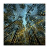Enchanted Night Forest with Glowing Fireflies (Print Only) thumbnail