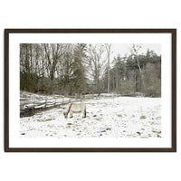 White horse in the snow field