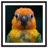 Close Up Sun Conure Parrot Portrait Eyes thumbnail