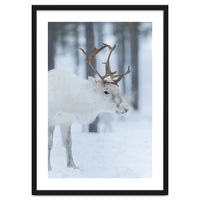 Portrait of a reindeer