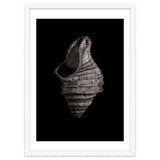 Shells No 2 thumbnail
