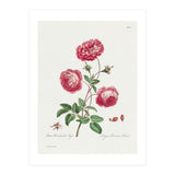 John Edwards – Larger Provence Rose (1770–1775) (Print Only) thumbnail