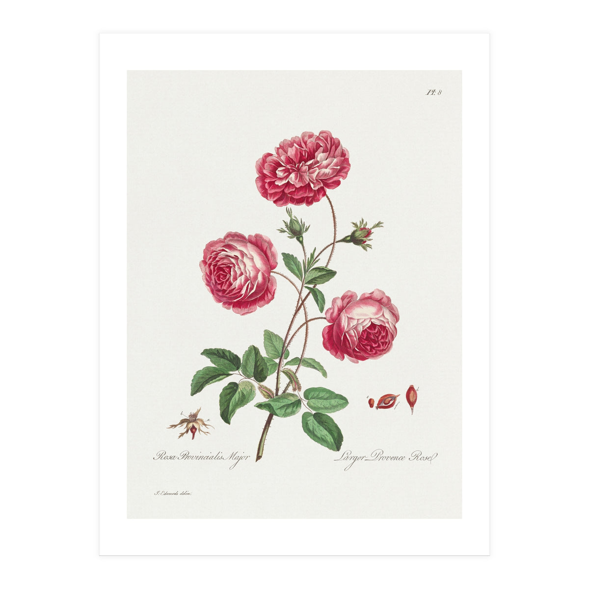 John Edwards – Larger Provence Rose (1770–1775) (Print Only)