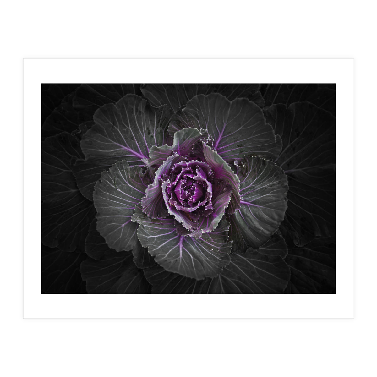 Backyard Flowers No 108 Color Version (Print Only)