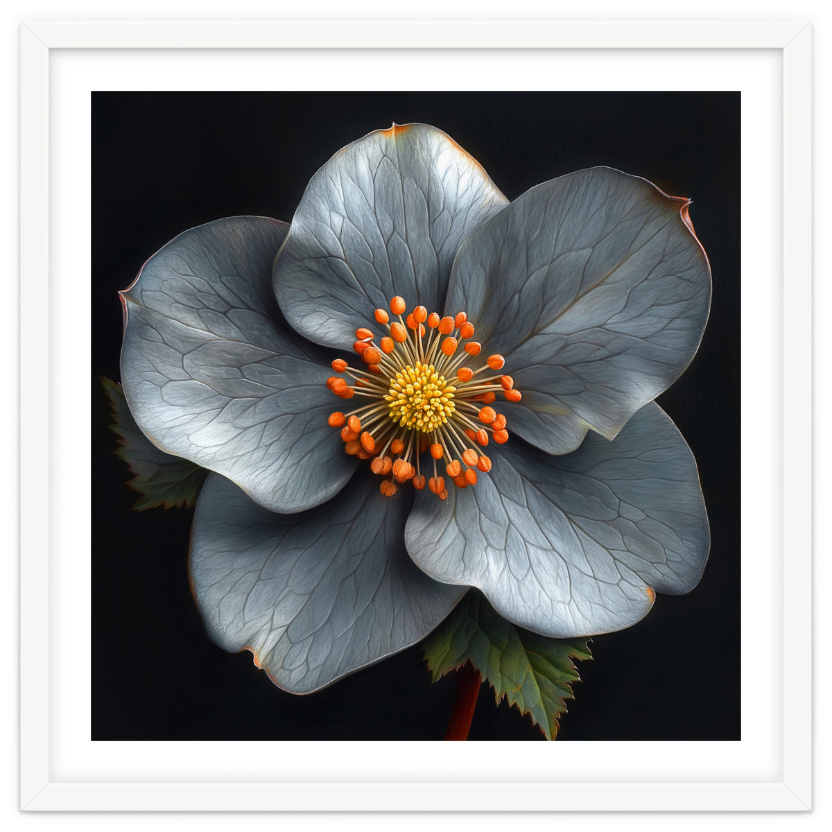 Hellebore | Silver Magic