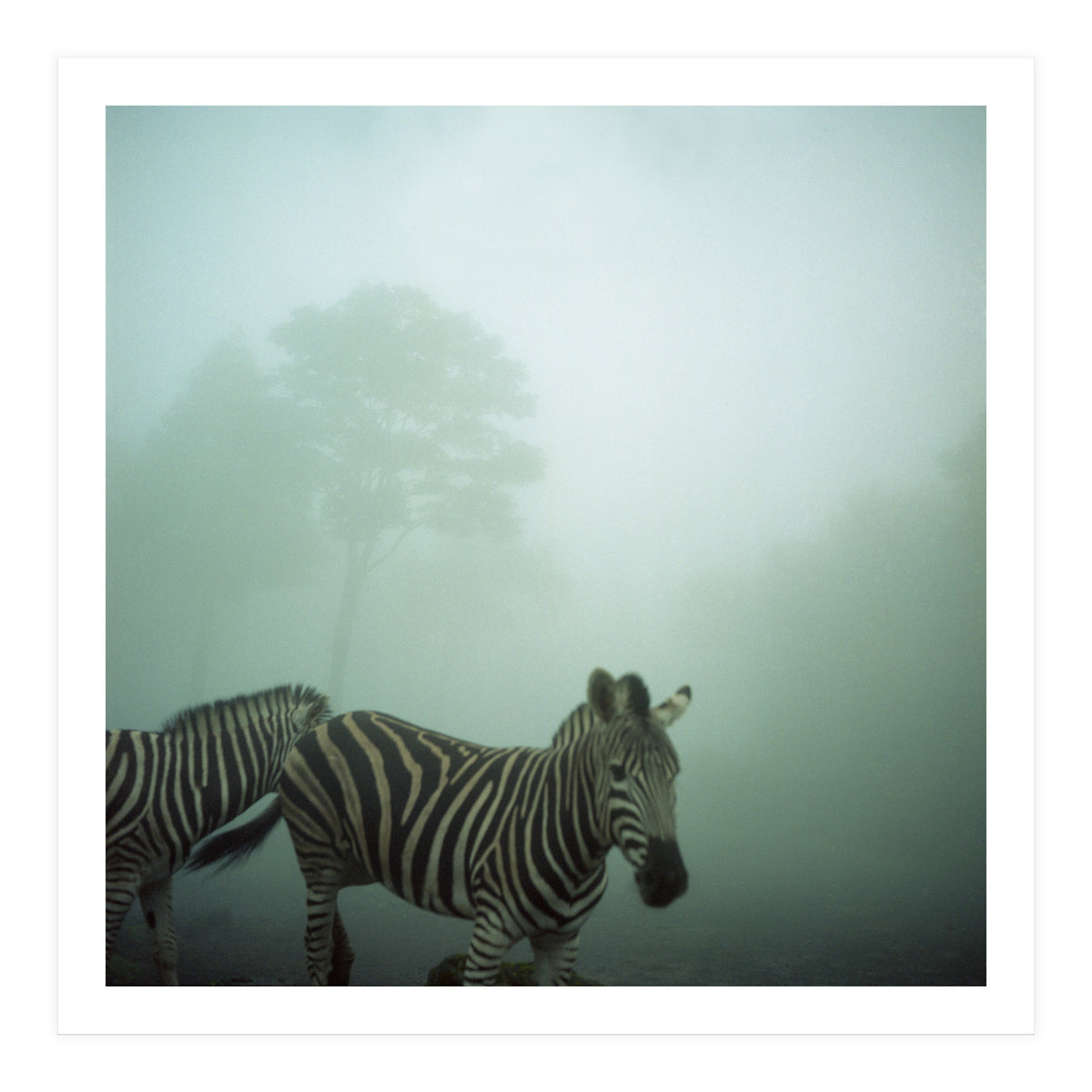 Silence of breath - 16 (Print Only)