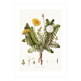 William Curtis – Dandelion (1777–1798) (Print Only) thumbnail