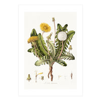 William Curtis – Dandelion (1777–1798) (Print Only)