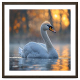 Beautiful Swan Floating On Water At Sunset thumbnail