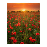 Poppies At Sunset (Print Only) thumbnail