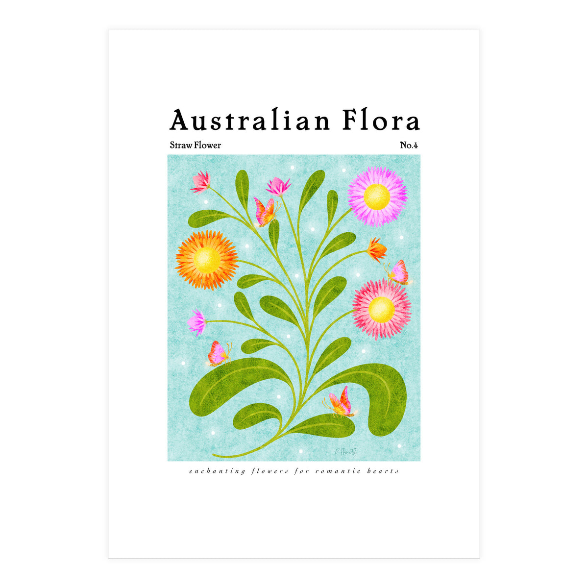 Australian Flora: Straw Flower (Print Only)