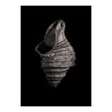 Shells No 2 (Print Only) thumbnail