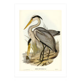 Elizabeth Gould – Great Grey Heron (Ardea leucophaea) | Birds of Australia Illustration (Print Only) thumbnail