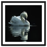 White Swan Gracefully Swimming In Dark Water thumbnail