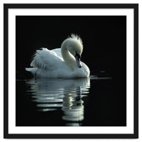 White Swan Gracefully Swimming In Dark Water