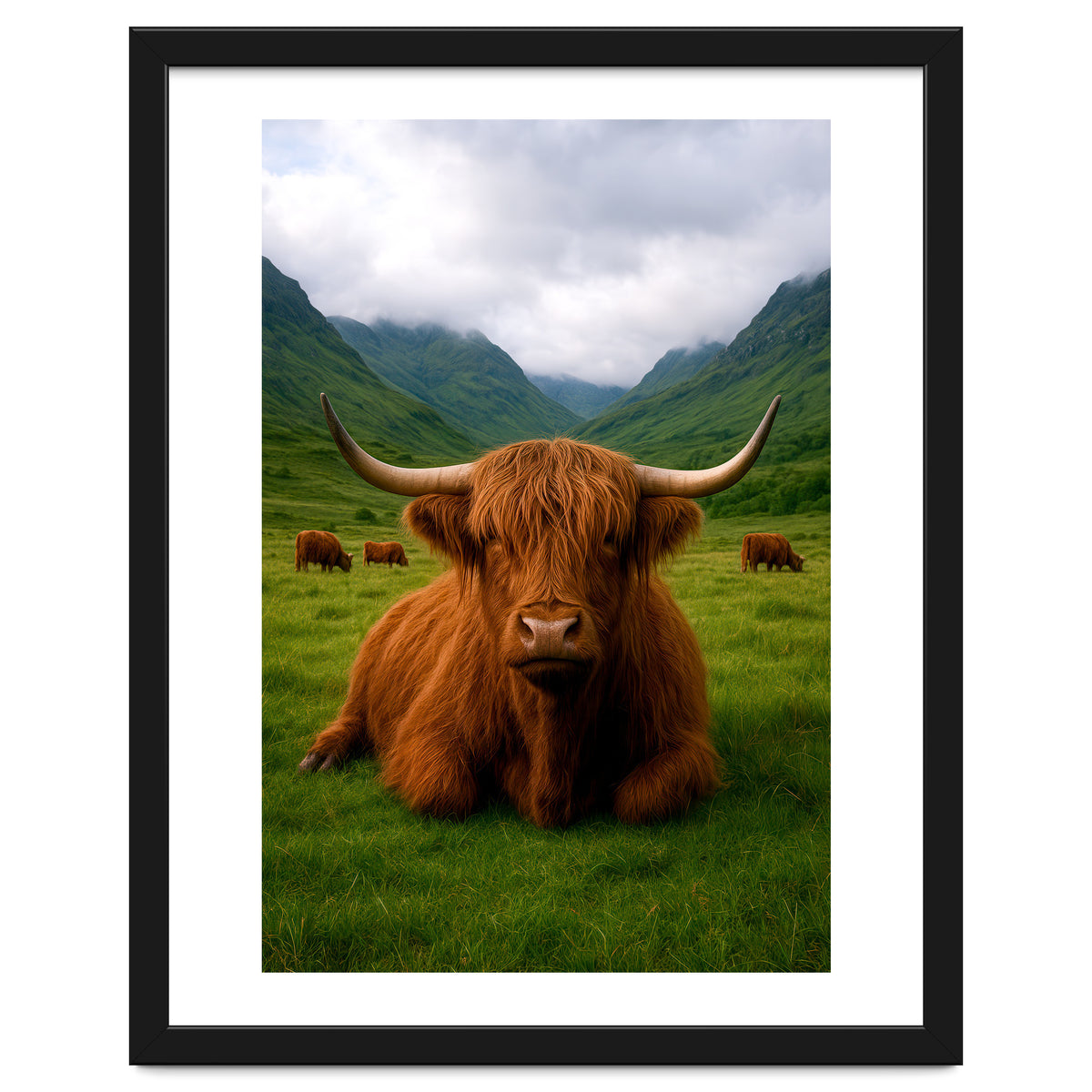 Highland Cow in Scotland