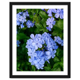 Blue Plambago Flowers thumbnail