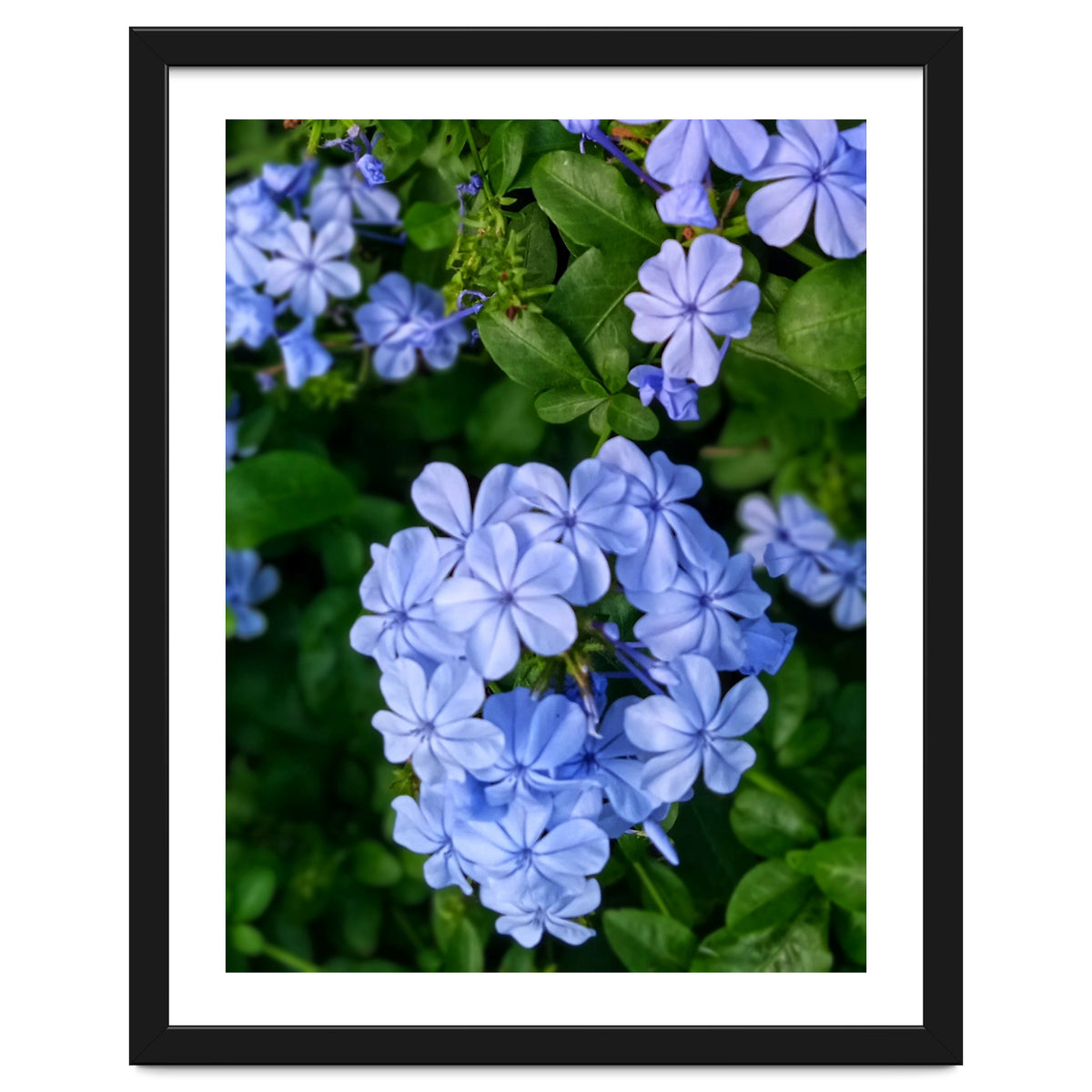 Blue Plambago Flowers