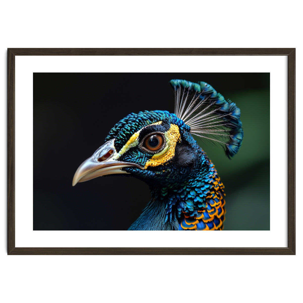 Close-up of a Peacock’s Head
