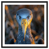 Great Blue Heron Closeup Dramatic Portrait thumbnail