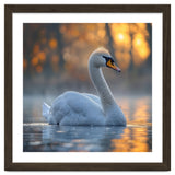 Beautiful Swan Floating On Water At Sunset thumbnail