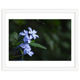 BLOSSOM. thumbnail