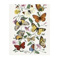 Paul Gervais – Butterfly and Moth Natural History Illustration (1842) (Print Only)