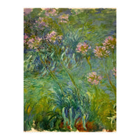 Claude Monet (1840-1926). Agapanthus. (Print Only)