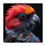 Black Palm Cockatoo Bird Close Up  (Print Only) thumbnail