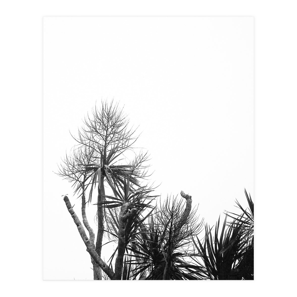 Miminalist Palm (Print Only)