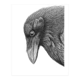 Huginn (Print Only) thumbnail