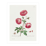 John Edwards – Larger Provence Rose (1770–1775) (Print Only) thumbnail