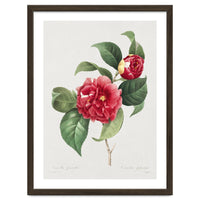 Pierre-Joseph Redouté – Finest Flowers and Fruits (1833)
