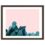 Kaktos thumbnail